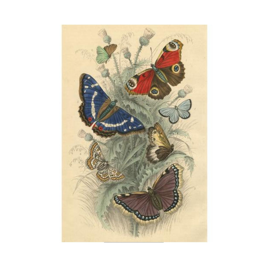 Butterflies 750 pc Puzzle