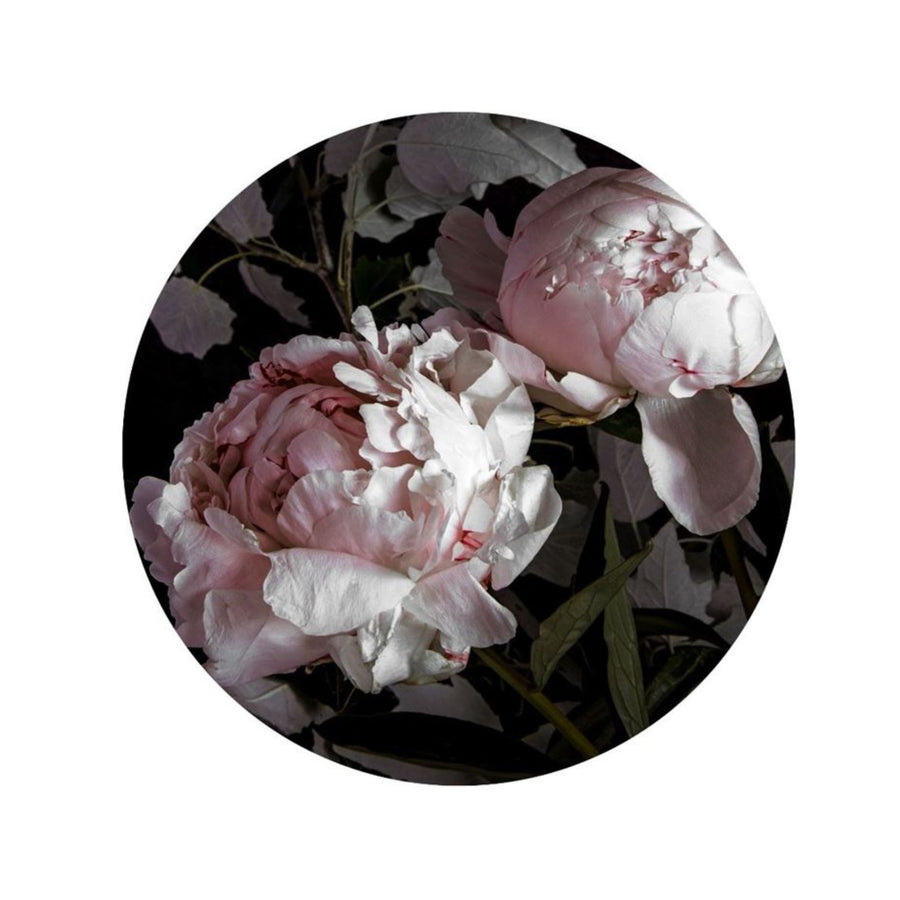 Peony 1 Greeting Card
